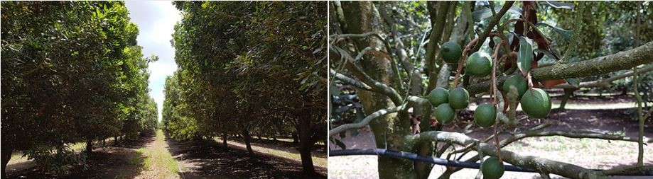 2020-Pub-Macadamia-monitoring-trees